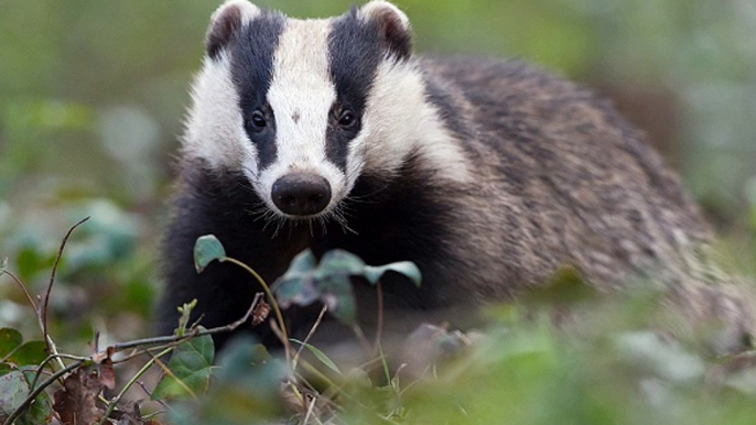 BBC Radio Hereford &  Worcester - Andrew Easton 23Aug16 - badger cull extension