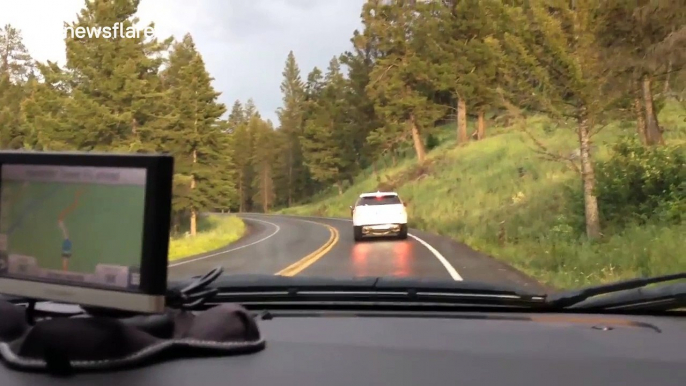 Woman freaks out as bison appears on road