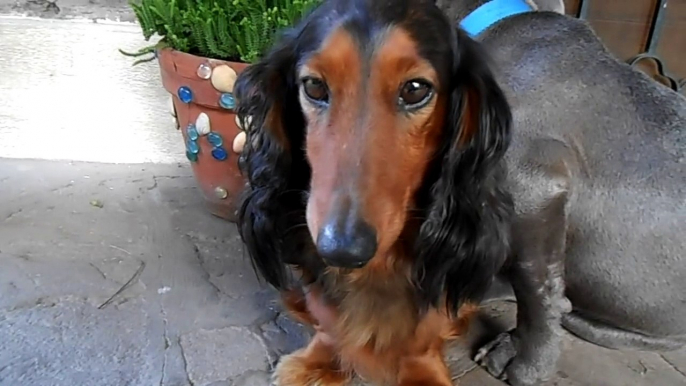 La réaction hilarante d'un chien coupable d'avoir mangé une chaussure !