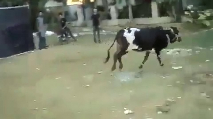 Cow Runs on Eid day Funny Pakistani Clips New Full Totay jokes punjabi urdu