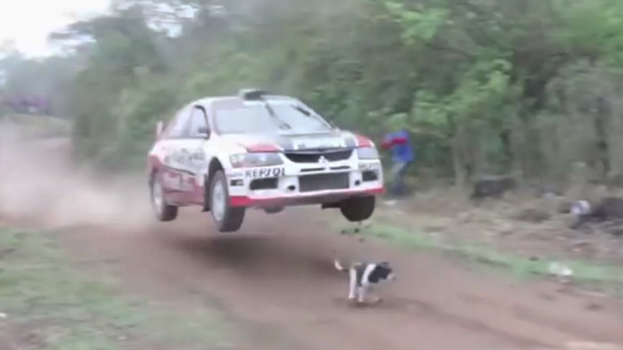 Un pilote de rallye évite de justesse un chien