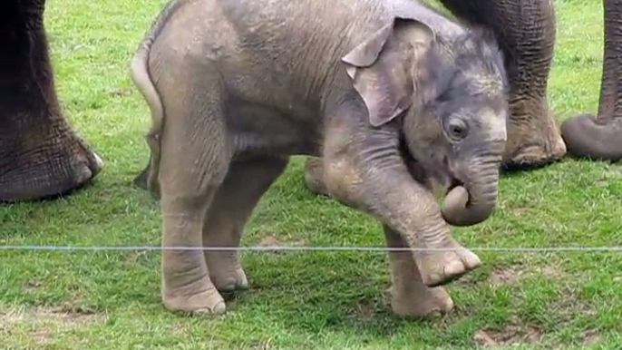 Cute baby elephant s first steps -and steps on his trunk! Adorable! At the Whipsnade Zoo, UK