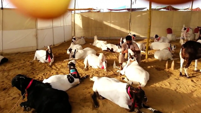 ----- Bakra Mandi -- Qurbani Bakra -- Islamabad -- Eid ul adha in Rawalpindi --