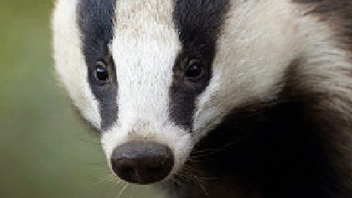 BBC Radio Gloucestershire - Vernon Harwood 23Aug16 - badger cull extension