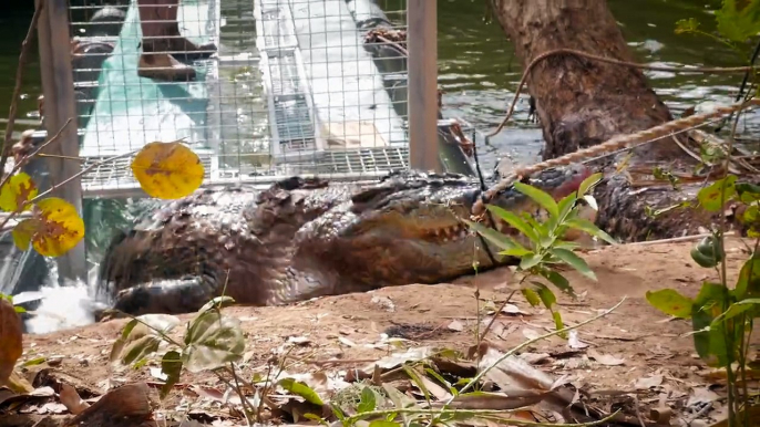 Ce crocodile géant mangeur de vaches capturé en Australie