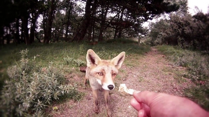 Des renards sauvages pas si sauvages que ça