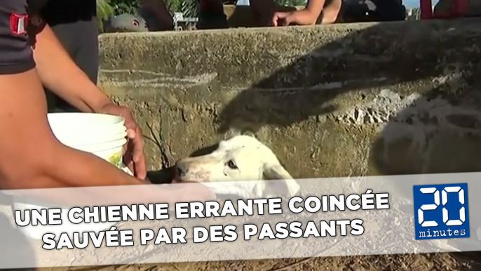 Une chienne coincée et déshydratée sauvée par des passants