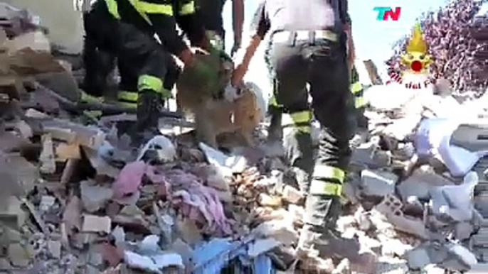 AMATRICE -  Cane Salvato dopo 9 Giorni dalle Macerie dai Vigili del Fuoco