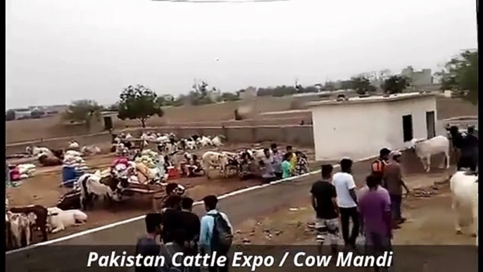 Cow Mandi 2016 2017 Karachi Bakra Eid in Pakistan Sohrab Goth (4)