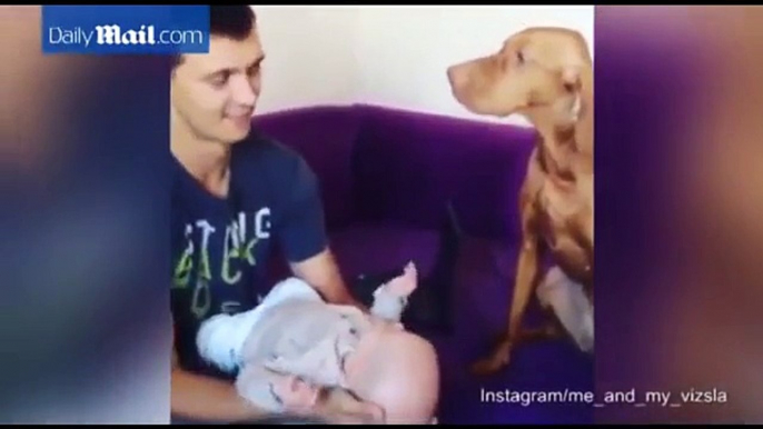 Papà bacia il suo bambino. Guardate la reazione del cane!