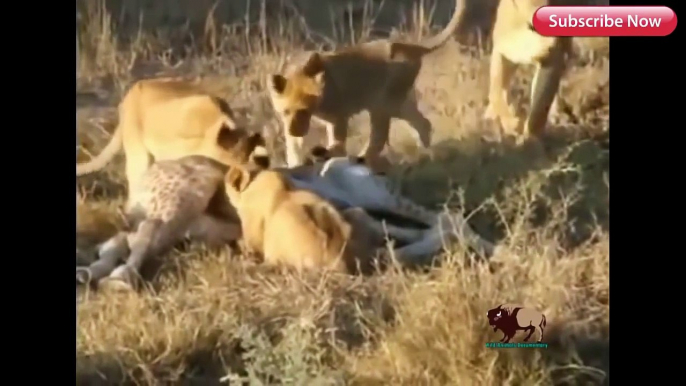 CRAZIEST Animal Fights Caught On Camera Most Amazing Wild Animal Attacks Lion,Giraffe