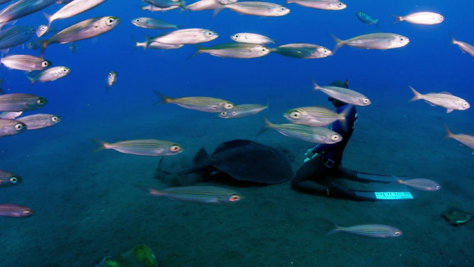 Le reve de tout plongeur : nager avec des raies manta!