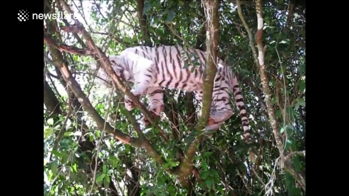 Close-up footage of a white tiger climbing a tree