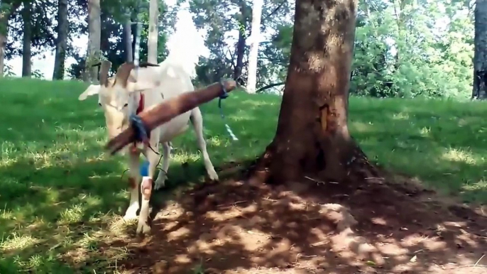 Funny animal videos: Funny Goat Videos Compilation