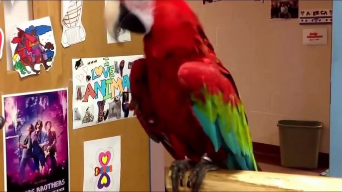 Funny animal videos: Funny Parrot Videos Compilation