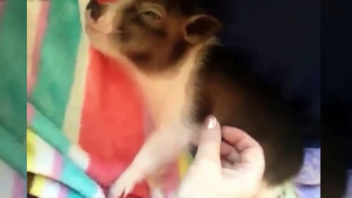 Funny animal videos: Cute Micro Pig Videos Compilation