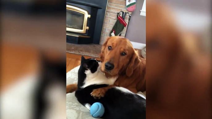 Ce chat fait la toilette de ce golden retriever... Juste adorable