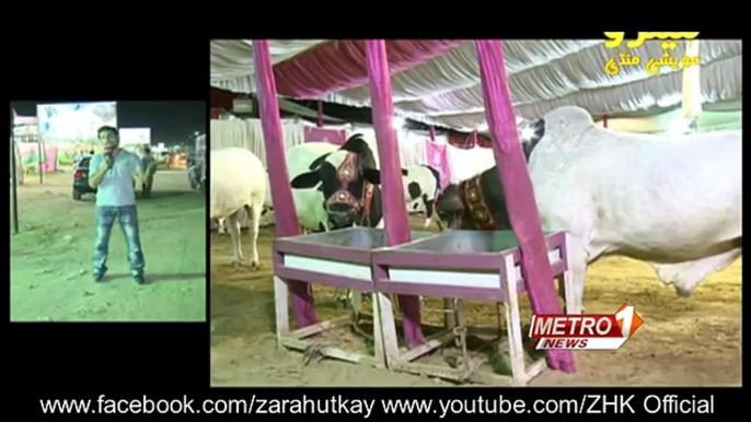 Cow Mandi 2016 Maweshi Mandi Metro Karachi Sohrab Goth Gai Mandi EP 2