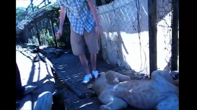 Funny Animal Videos: Tigers, Lions And Cheetahs Love To Cuddle