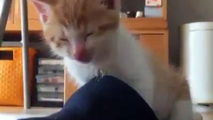 Oh so sleepy cat funny and cute cat videos