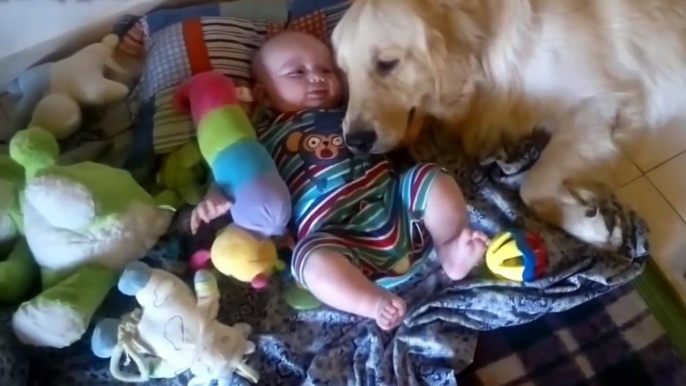 Funny Animal Videos: Cats And Dogs Love Babies Compilation