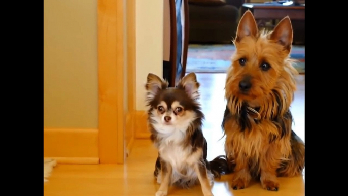 Funny Animal Videos: Dogs puppies make us laugh no matter what!