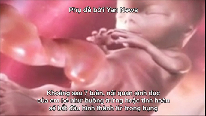 Sinh học - Sự hình thành và phát triển cơ quan sinh dục của bé