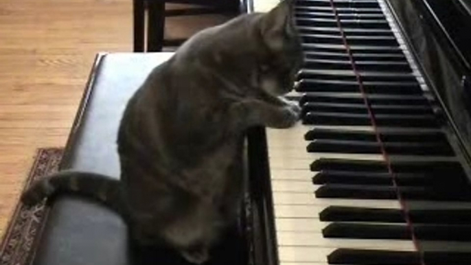 un chat qui joue du piano