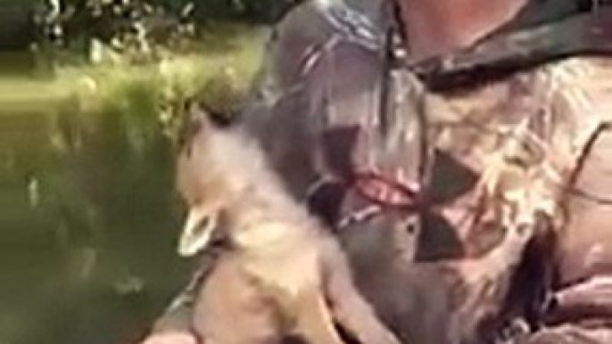 Ce bébé Coyote apprend à hurler avec un humain