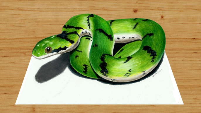 Speed Drawing of a Green Snake How to Draw Time Lapse Art Video Colored Pencil Illustration Artwork Draw Realism