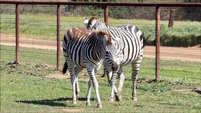 Zebras, Camels, Horses & Other Animals For Sale | Zebras R us