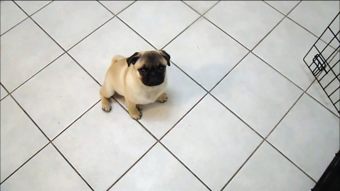 Pug puppy plays dead