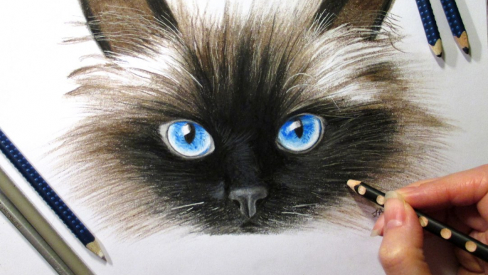 Speed Drawing of a Siamese Cat How to Draw Time Lapse Art Video Colored Pencil Illustration Artwork Draw Realism