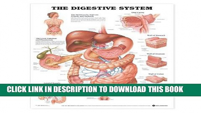 [PDF] The Digestive System Anatomical Chart Full Collection