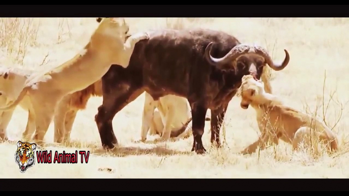 Amazing Animals Attacks In Real Life # Lion vs Buffalo and Crocodile vs Zebra, Gnu Part 1