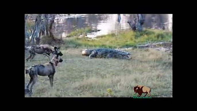 ---15 CRAZIEST Animal Fights Caught On Camera #5 - Crocodile,Elephant,Leopard,Zebra,Rhyno,Eagle,Cobra - YouTube