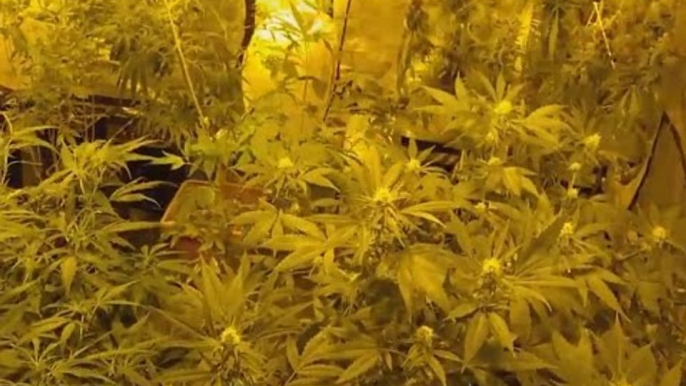 Lecco - Coltiva marijuana all'ombra del "Matitone", arrestato 23enne (06.10.16)