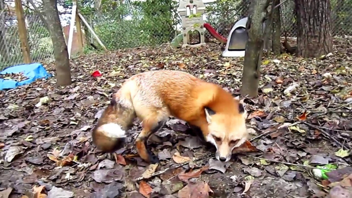 Ce petit renard complètement fou fou est trop mignon