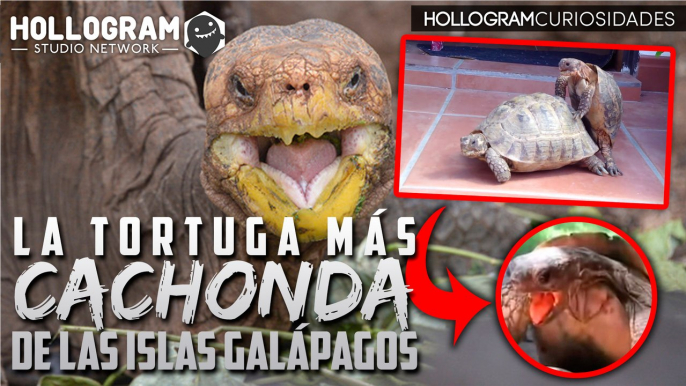 DESCUBRE LA TORTUGA DE LAS ISLAS GALÁPAGOS QUE SALVÓ A TODA UNA ESPECIE