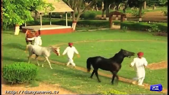 Millions to be Spent on Horses in Presidential House