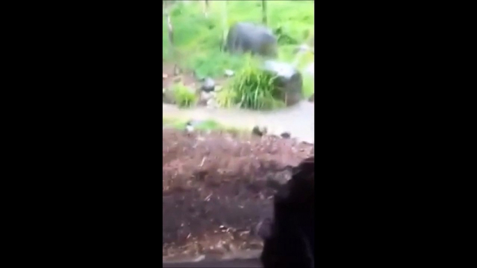 Un tigre attaque un enfant au zoo de Dublin... Merci la vitre!