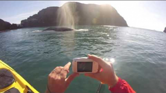 Gray Whale Surprises Paddlers Off the Coast of Oregon