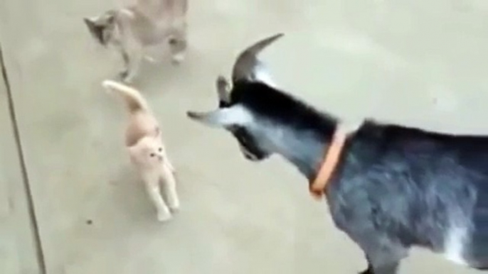 WONDERFUL VIDEO of A Kitten scaring The attacking Goat | Very funny Video CAT VS GOAT