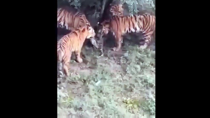 Tiger attacked and killed by eight others