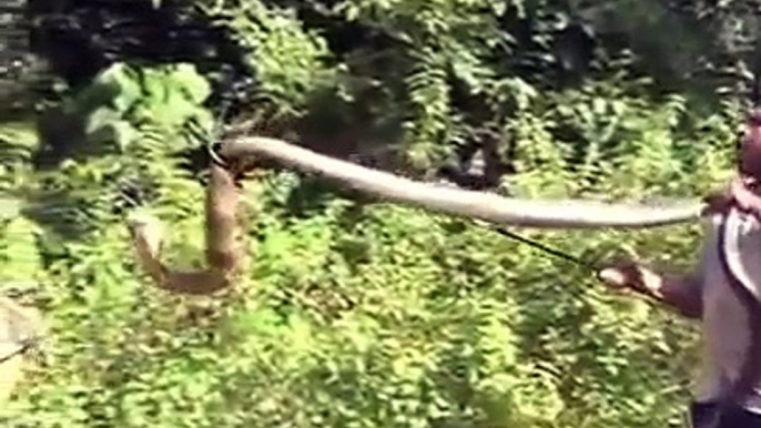 Latest WhatsApp Funny Videos India :  Huge King Cobra Snake in Kerala India