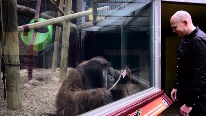 Tour de magie devant un orang-outan