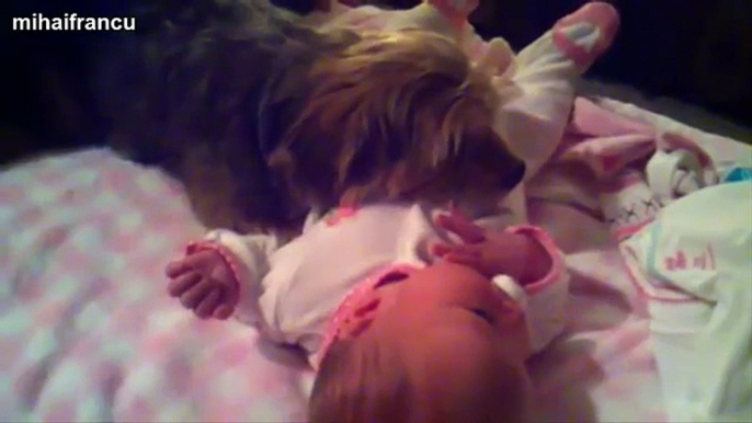 Best Of Funny Cats And Dogs Protecting Babies Compilation 2014 [NEW]