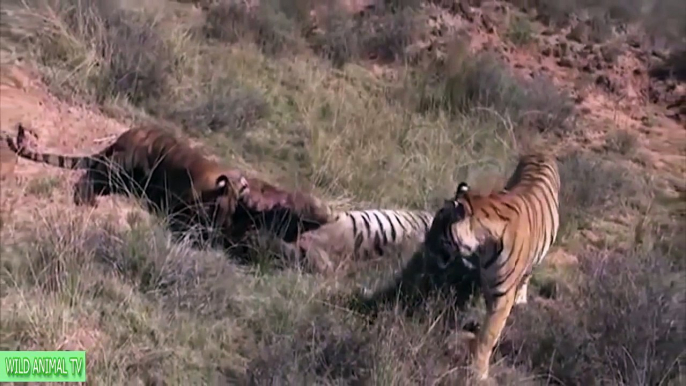 León vs Tigre a Muerte, León vs Buffalo Pelea Real# la Mayoría de los Increíbles Animales Salvajes Ataques de Animales Salvajes T