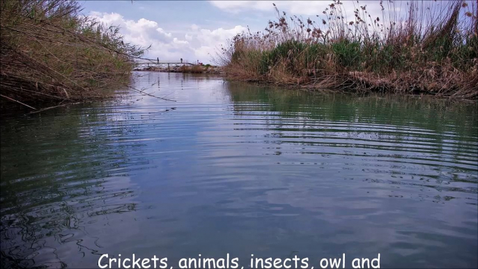 Crickets, animals, insects, owl and running water sounds and noise