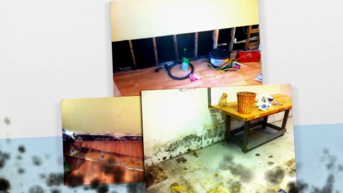 Asbestos and mould removal companies